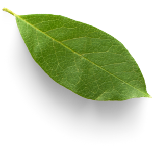 Copy of leaf 300x300(1)